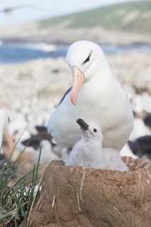 Black-browed Albatross (Thalassarche melanophris) with chick in nest, Steeple Jason Island,