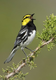 Golden-cheeked Warbler (Setophaga chrysoparia) singing, Texas, USA