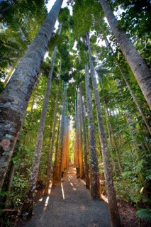 Kauri (Agathis australis) in the evening light, rainforest, forest, tree, tropics, tropical,