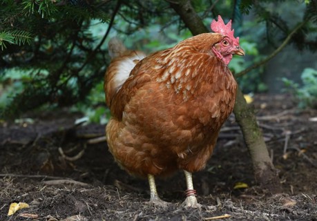 Domestic fowl (Gallus gallus domesticus) foraging in the open, fir tree, Saxony-Anhalt, Germany