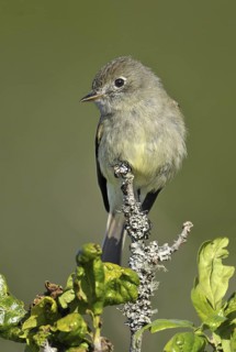 Hammond's Flycatcher (Empidonax hammondii), British Columbia, Canada