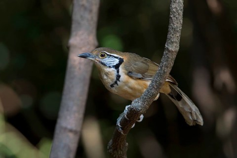 Greater Necklaced Laughingthrush (Garrulax pectoralis), Kaeng Krachan, Thailand