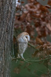 One barn owl (Tyto alba) sitting on a twig of a beech tree with some autumnal coloured leafs