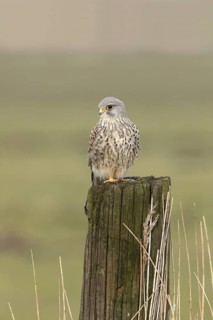Torenvalk; Common Kestrel; Falco tinnunculus;