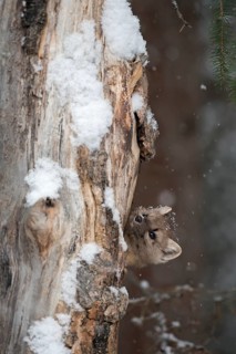 American Marten (Martes americana) climbing in tree, Yellowstone National Park, USA