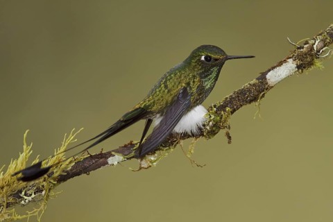 Booted Racket-tail (Ocreatus underwoodii), Ecuador