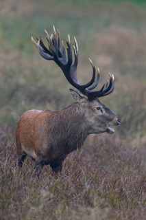 Red deer (Cervus elaphus), capital stag standing in a meadow, rutting, Zealand, Denmark