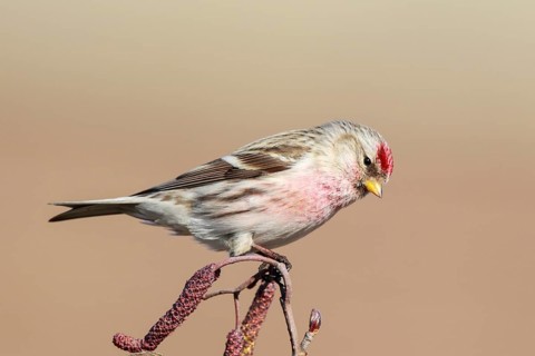 Arctic Redpoll (Acanthis hornemanni) perched on a branch, Netherlands