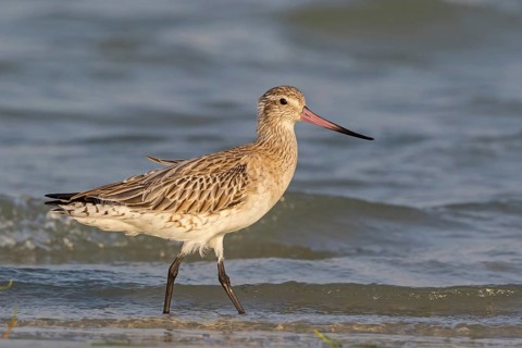 Bar-tailed godwit, (Limosa lapponica), foraging, waters, biotope, animals, birds, snipe, Barr Al