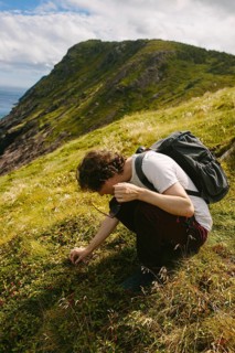 A male hiker carefully picks wild berries on a sunny hillside in Signal Hill, Middle Cove,