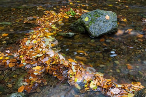 Colourful autumn leaves and stones in Rote Weisseritz in Rabenauer Grund, Rabenau, Saxony, Germany