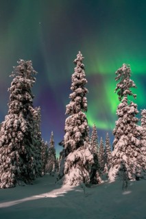 Northern lights, Aurora borealis over snow covered spruce trees on the taiga in winter at night,