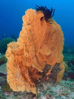 Giant fan coral (Annella mollis) with feather star on sandy bottom in clear blue water, dive site