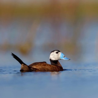 White-headed Ruddy Duck, (Oxyura leucocephala), male, drake, Hides de El Taray / Floating Hid,
