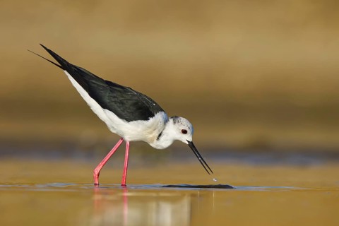 Black-winged Stilt (Himantopus himantopus) male foraging, North Rhine-Westphalia, Germany
