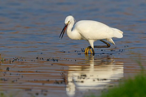 Animals, birds, heron, egret, biotope, habitat, foraging, (Egretta garzetta), Khawr Rawri, Salalah,