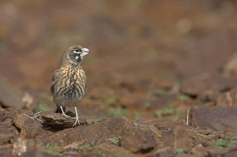 Thick-billed Lark (Ramphocoris clotbey), Morocco