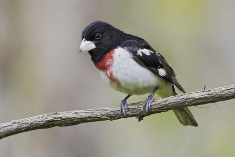 Rose-breasted Grosbeak (Pheucticus ludovicianus), Ontario, Canada