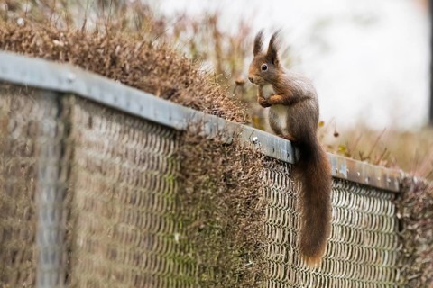 A squirrel (ciurus vulgaris) sitting on a metal fence, surrounded by a quiet environment, Hesse,
