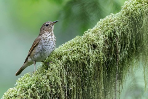 Swainson's Thrush (Catharus ustulatus) perched on a branch in Victoria, BC, Canada