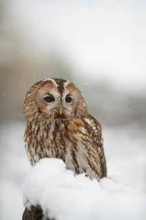 Tawny Owl (Strix aluco) captive, perched on snow, Germany