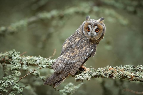 Long-eared Owl sitting on branch in fallen larch forest during autumn. Owl in nature wood nature