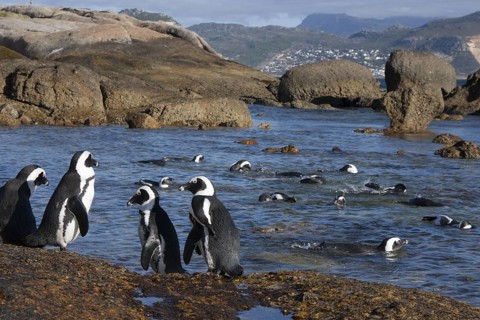 African Penguin (Spheniscus demersus) group on beach, South Africa