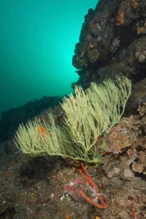 Shrub gorgonian (Rumphella sp)