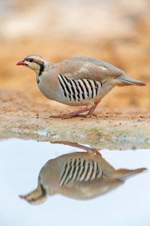 Chukar chicken, Chukar stone chicken, (Alectoris chuka), animals, chickens, chukahens, family of
