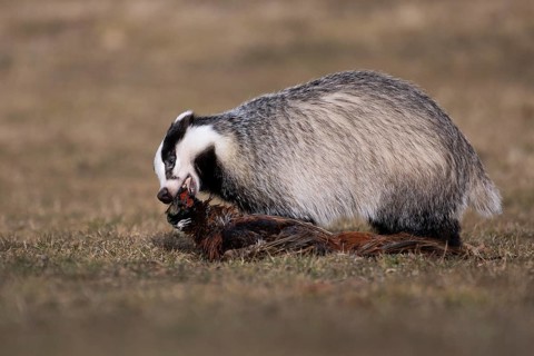 European badger (Meles meles), Bitburg, Rhineland-Palatinate, Germany