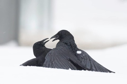 Two fighting crows (Corvus corone) in the snow, Hesse, Germany