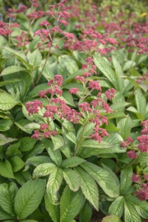 Show leaf (Rodgersia pinnata 'Crug Cardinal'), Garden House, Yelverton, England, Great Britain