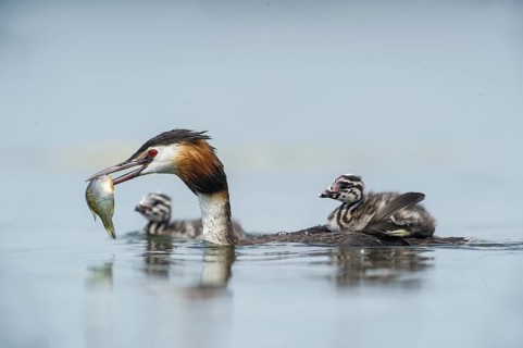 Great Crested Grebe (Podiceps cristatus) with chicks, Piedmont, Italy