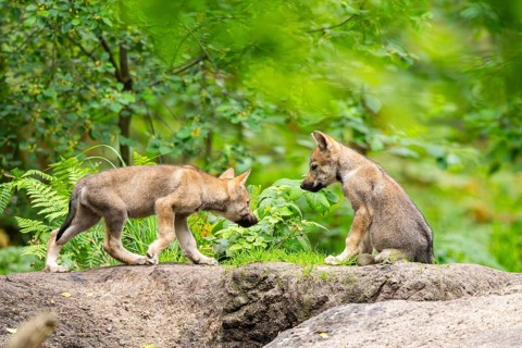 Eurasian wolf (Canis lupus lupus) cubs (youngster) on a little sand hill in the forest, Hesse,