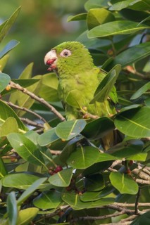 Cuban Parakeet (Psittacara euops) perched on a branch in Cuba