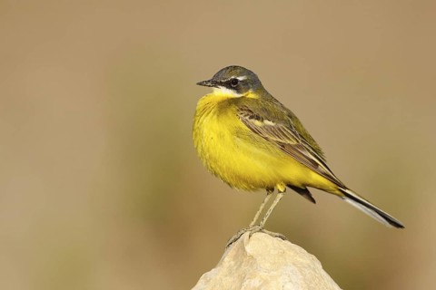 Western Yellow Wagtail (Motacilla flava iberiae), Mallorca, Spain