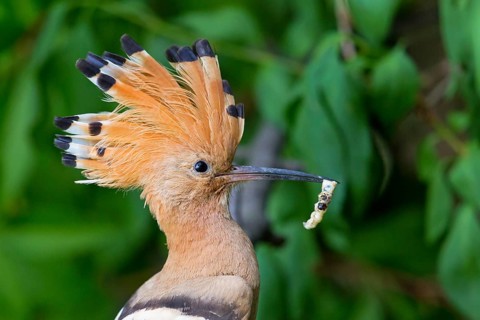 Hoopoe, (Upupa epops), animals, birds, family of tree hoopoes, on perch with prey, Großkarlbach,
