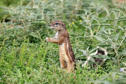 Cape bristle-necked squirrel (Xerus inauris), adult, alert, standing upright, foraging, Mountain