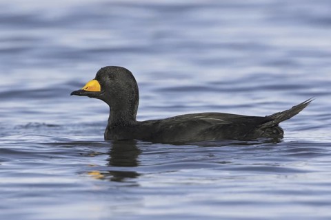Black Scoter (Melanitta americana), British Columbia, Canada