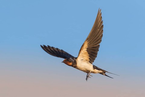 Barn Swallow (Hirundo rustica) flying, Eilat, Israel