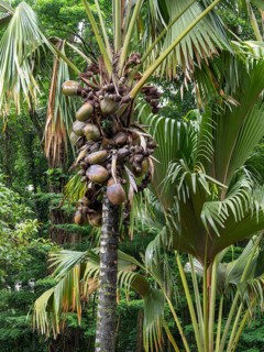 Coco de Mer (Lodoicea maldivica) of the Seychelles palm, Kandy Botanical Gardens, Sri Lanka