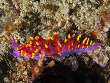 Trinchesia sibogae (Cuthona sibogae Trinchesia sibogae)