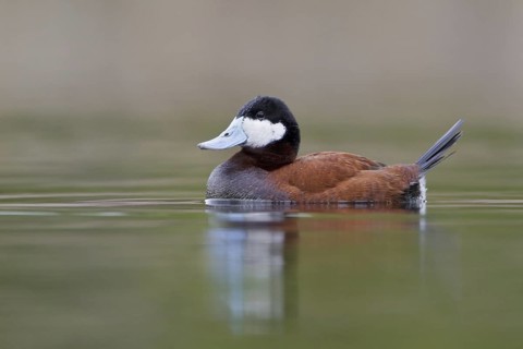 Ruddy Duck (Oxyura jamaicensis), British Columbia, Canada