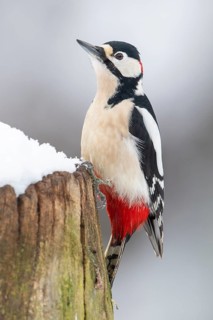 Great spotted woodpecker (dendrocopos major) at the woodpecker forge in the snow, Neuhaus im