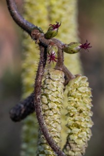 Hazelnut blossoms (Corylus avellana), Emsland, Lower Saxony, Germany
