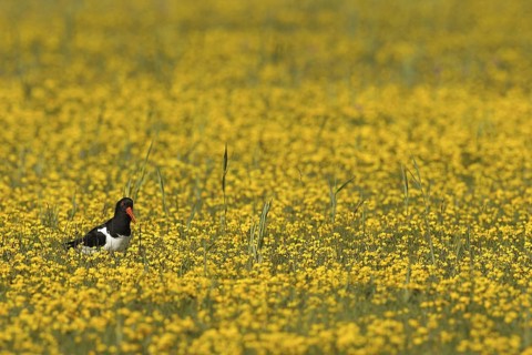 Eurasian Oystercatcher (Haematopus ostralegus), Texel, Netherlands