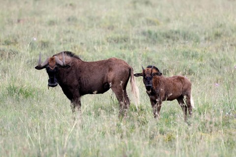 White-tailed wildebeest (Connochaetes gnou), adult, female, mother, young, alert, Mountain Zebra