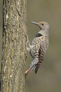 Northern Flicker (Colaptes auratus), British Columbia, Canada