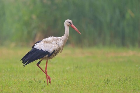 White Stork (Ciconia ciconia) male, North Rhine-Westphalia, Germany