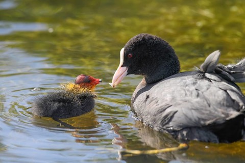 A coot Eurasian Coot (Fulica atra) feeding its young bird, Dümmer nature park Park, Lower Saxony,